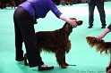 Crufts2011 545